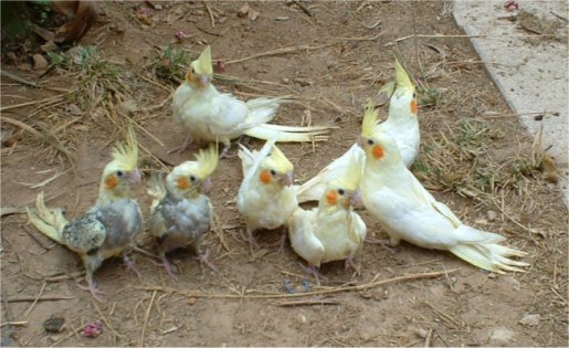 calos1.jpg