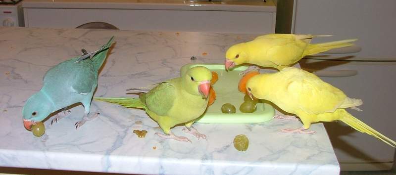 miam.JPG