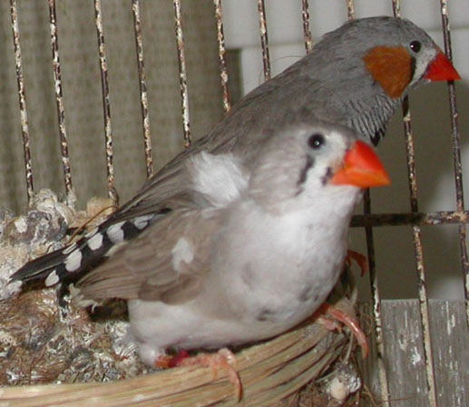 MD Dos Pale 02.jpg