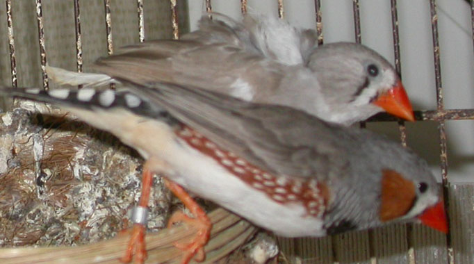 MD Dos Pale 01.jpg