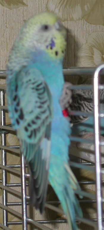 PO femelle bleu opaline.jpg