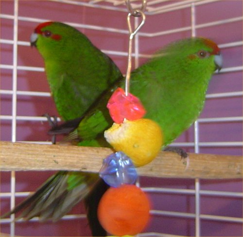 kakariki.cp.01.jpg