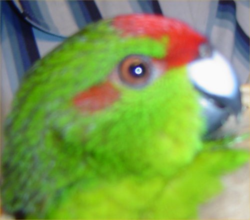 kkriki.rouge.01.jpg