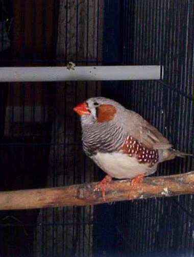 mandarins 030.jpg