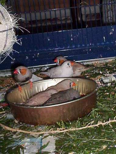 mandarins 035.jpg