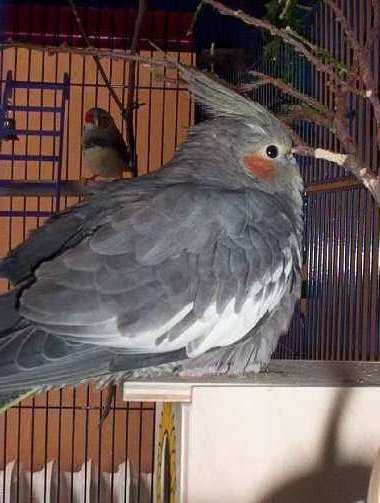mandarins 042.jpg