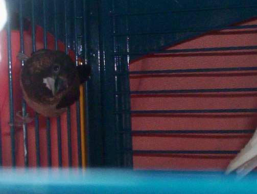 oiseau 016.jpg
