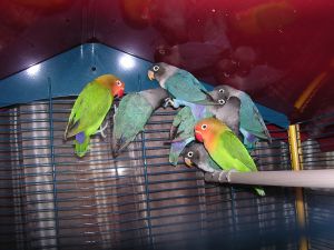 6 bebes fishers.jpg