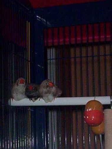 mandarins 017.jpg