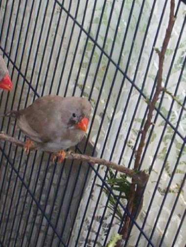 mandarins 057.jpg