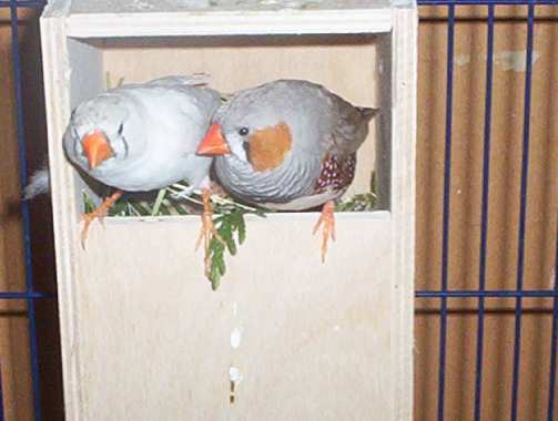 mandarins 067.jpg