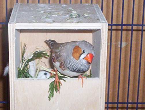 mandarins 066.jpg