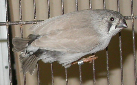 MD jeune Cpl DP.jpg