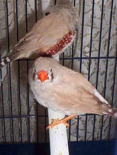 mandarins 038.jpg