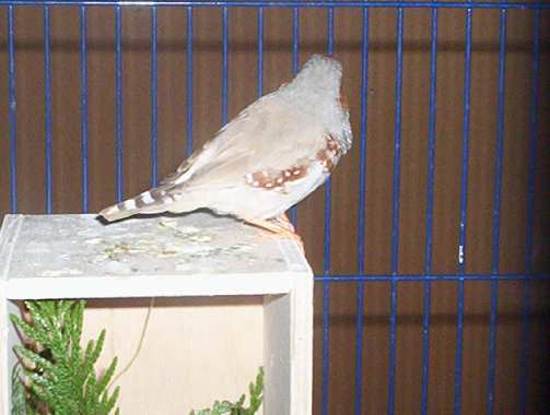 mandarins 077.jpg