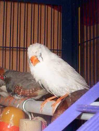 mandarins 086.jpg