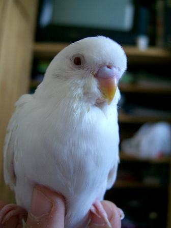 Flufy.JPG