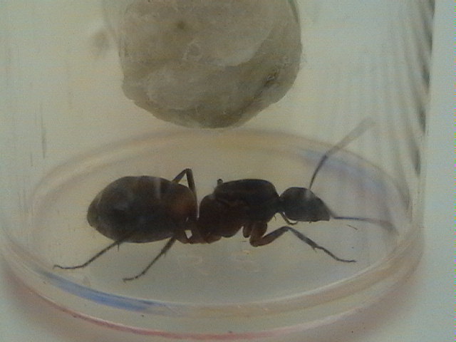 fourmis (3).jpg