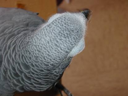 oeil lorita.JPG