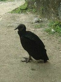 vautour noir.jpg