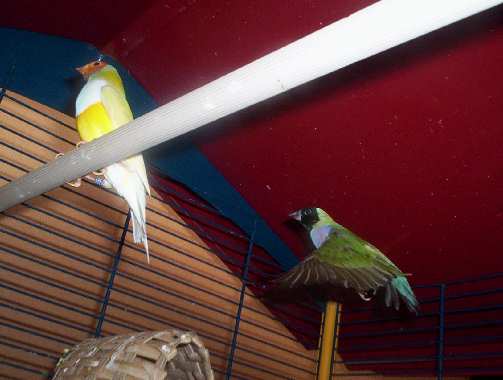 oiseau 044.jpg