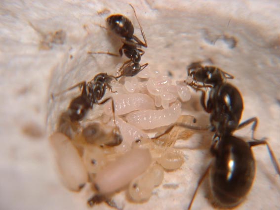 formica%20fusca%2002%20(4).jpg