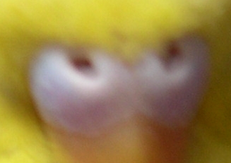 Cire_008.JPG