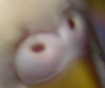 Cire_007.JPG