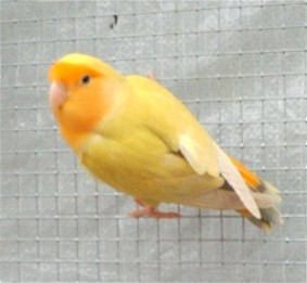 Copie de IMAG0014.JPG