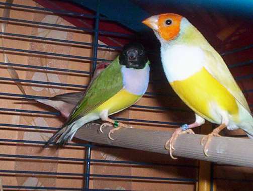 oiseau 005.jpg