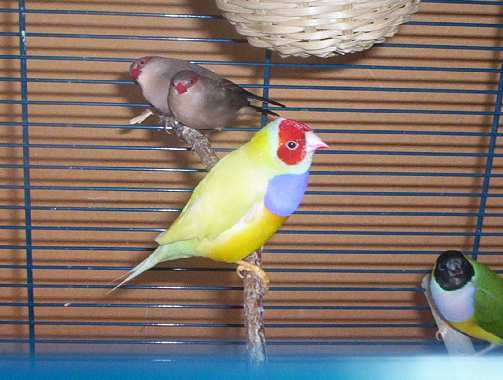 oiseau 036.jpg
