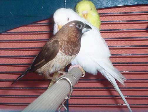 oiseau 015.jpg