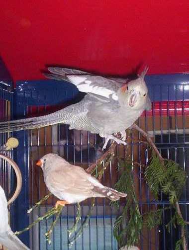 oiseau 019.jpg