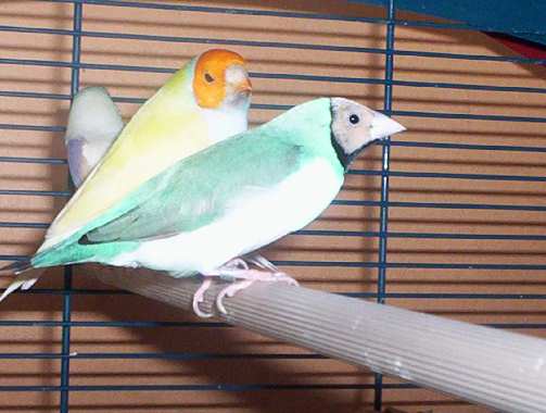 oiseau 040.jpg