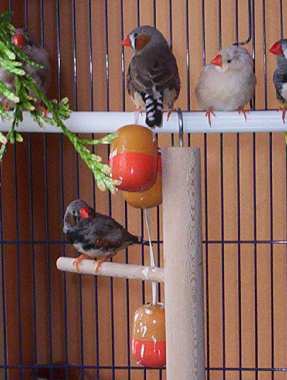 mandarins 050.jpg