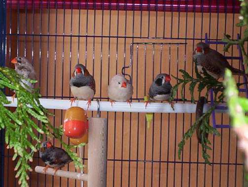 mandarins 047.jpg