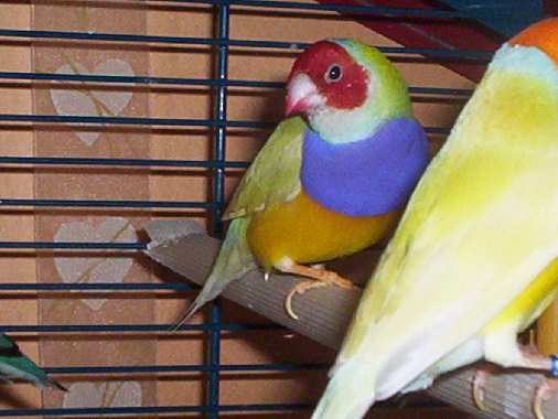 mandarins 004.jpg