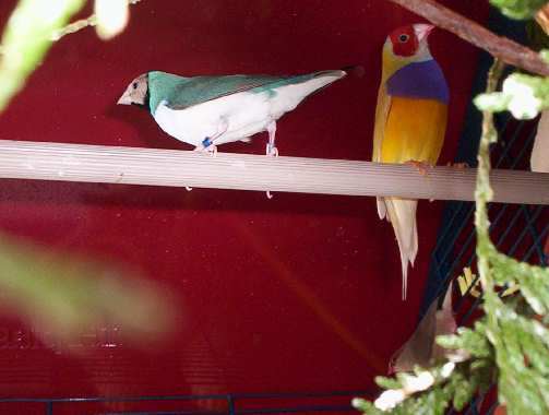 oiseau 060.jpg