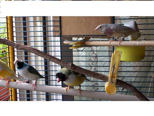 oiseau 057.jpg