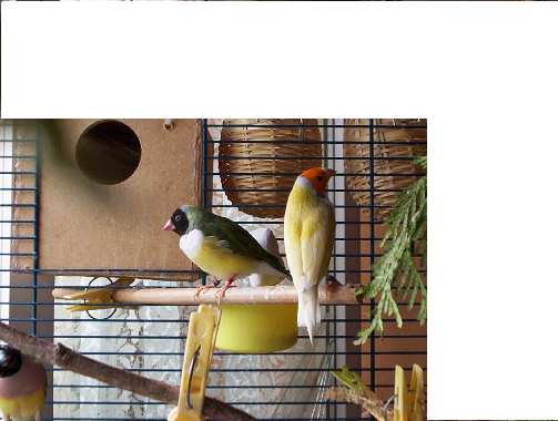 oiseau 061.jpg