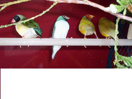 oiseau 069.jpg