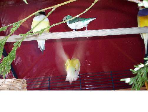 oiseau 070.jpg