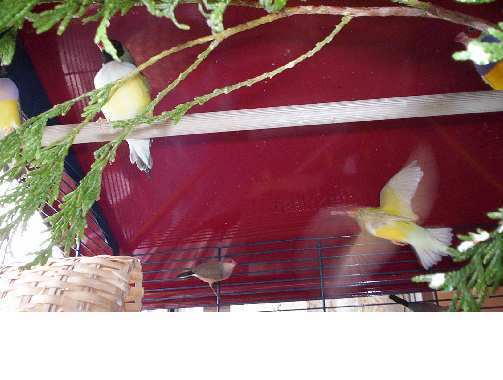 oiseau 071.jpg
