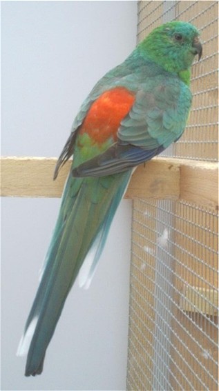 croupion;opaline;lutino.jpg