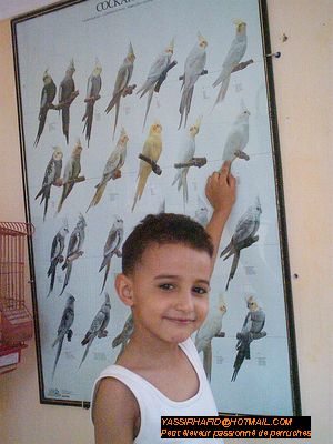 Yassir le petit amateur.jpg