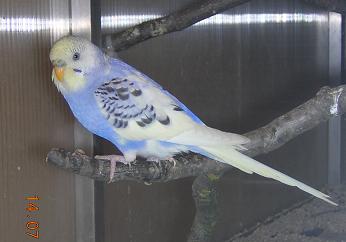 choupy.JPG
