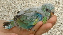 bb prise du cote.JPG