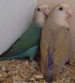 couple 3.jpg