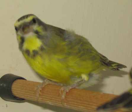 femelle serin du Mozambique.jpg