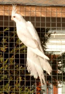 albino.jpg